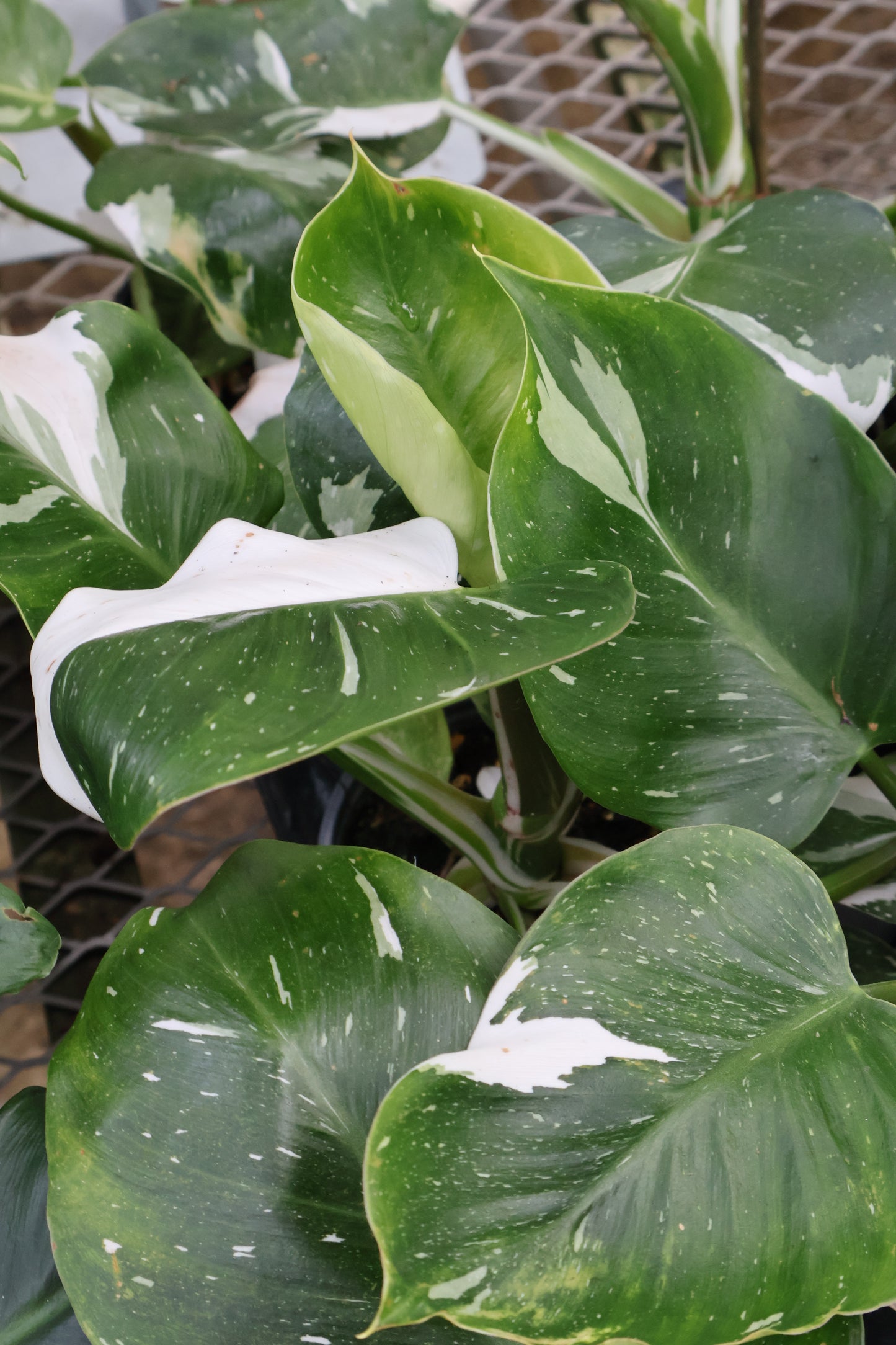 philodendron white leaves 4" PHILODENDRON WHITE WIZZARD – Pandy's Garden Center