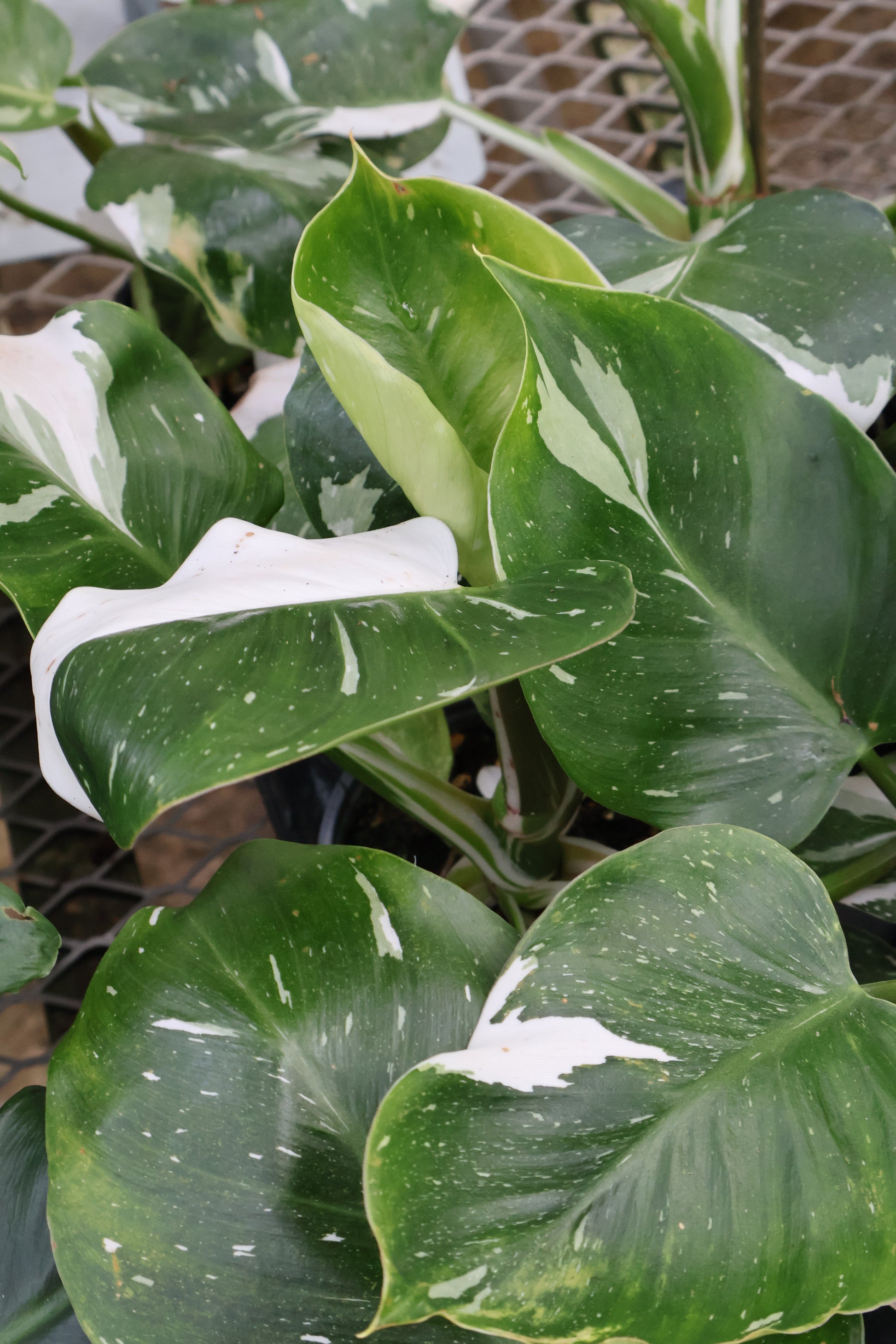 philodendron green and white 4" PHILODENDRON WHITE WIZZARD – Pandy's Garden Center