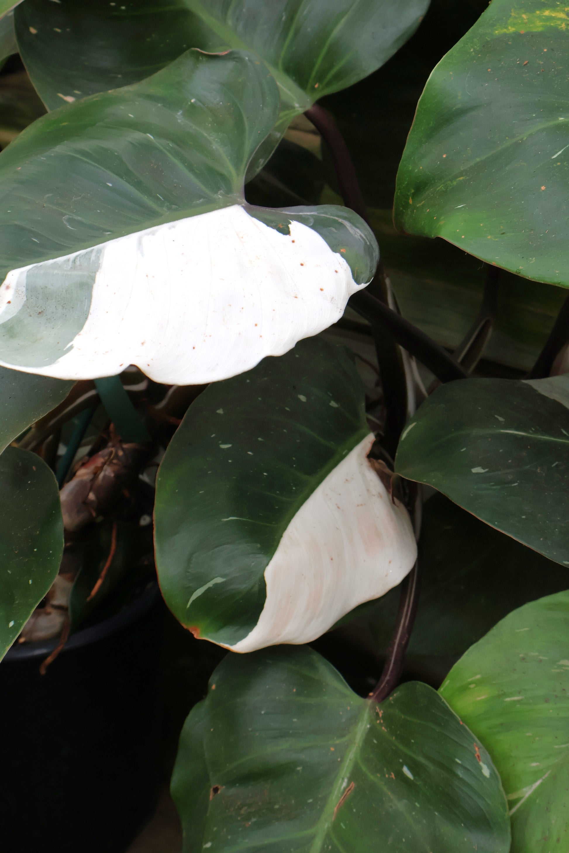 white knight philodendron near me 8" PHILODENDRON WHITE KNIGHT