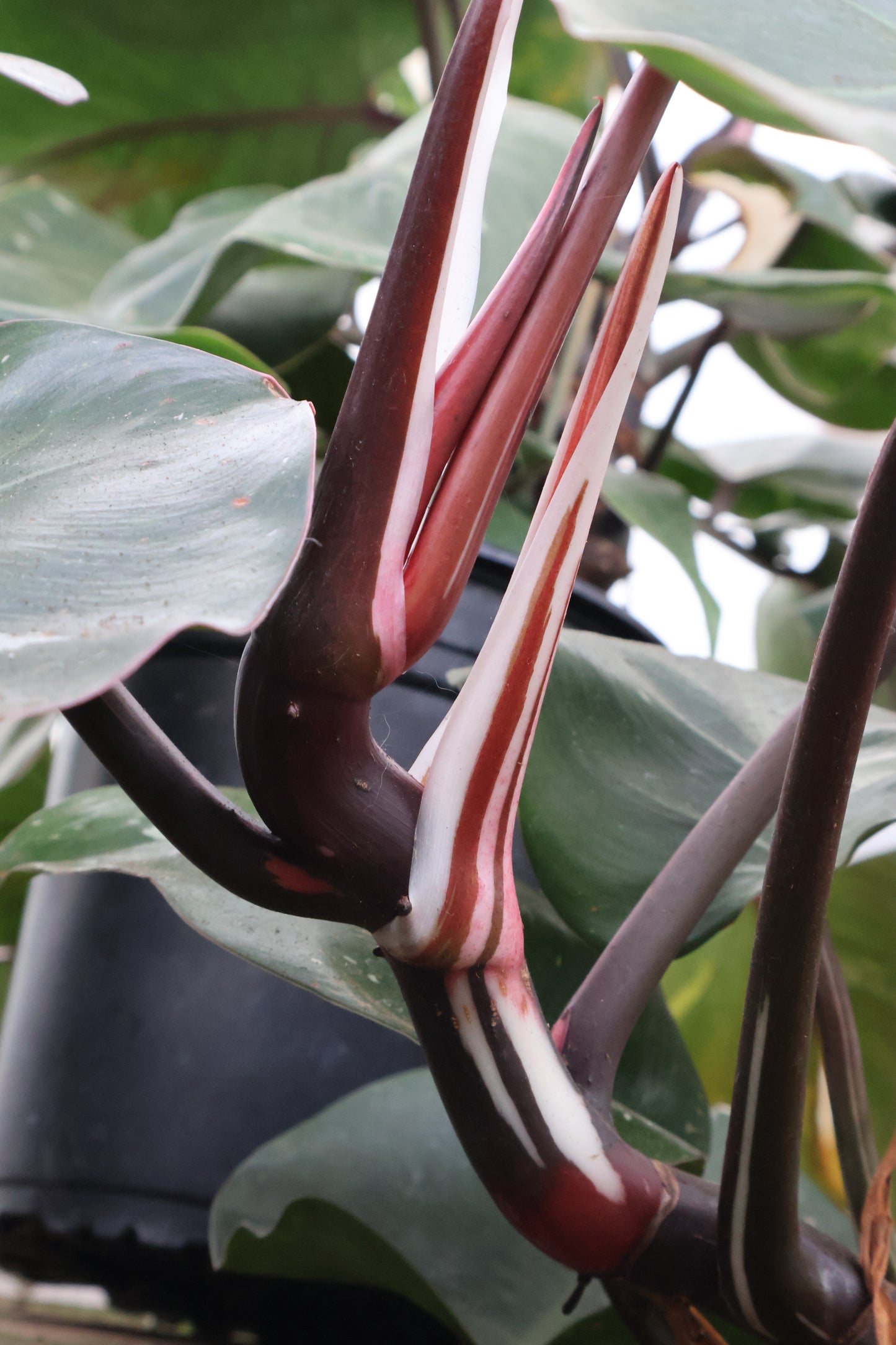 8" PHILODENDRON WHITE KNIGHT
