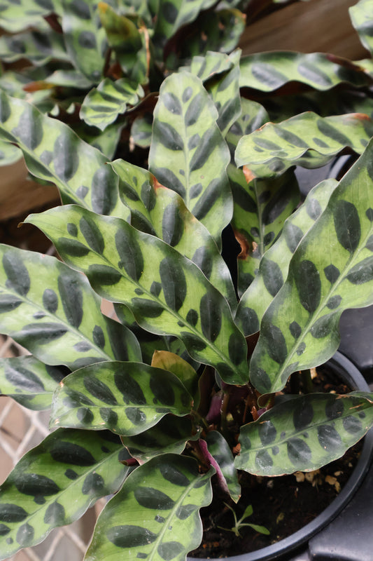 4.5" CALATHEA LANCIFOLIA RATTLESNAKE