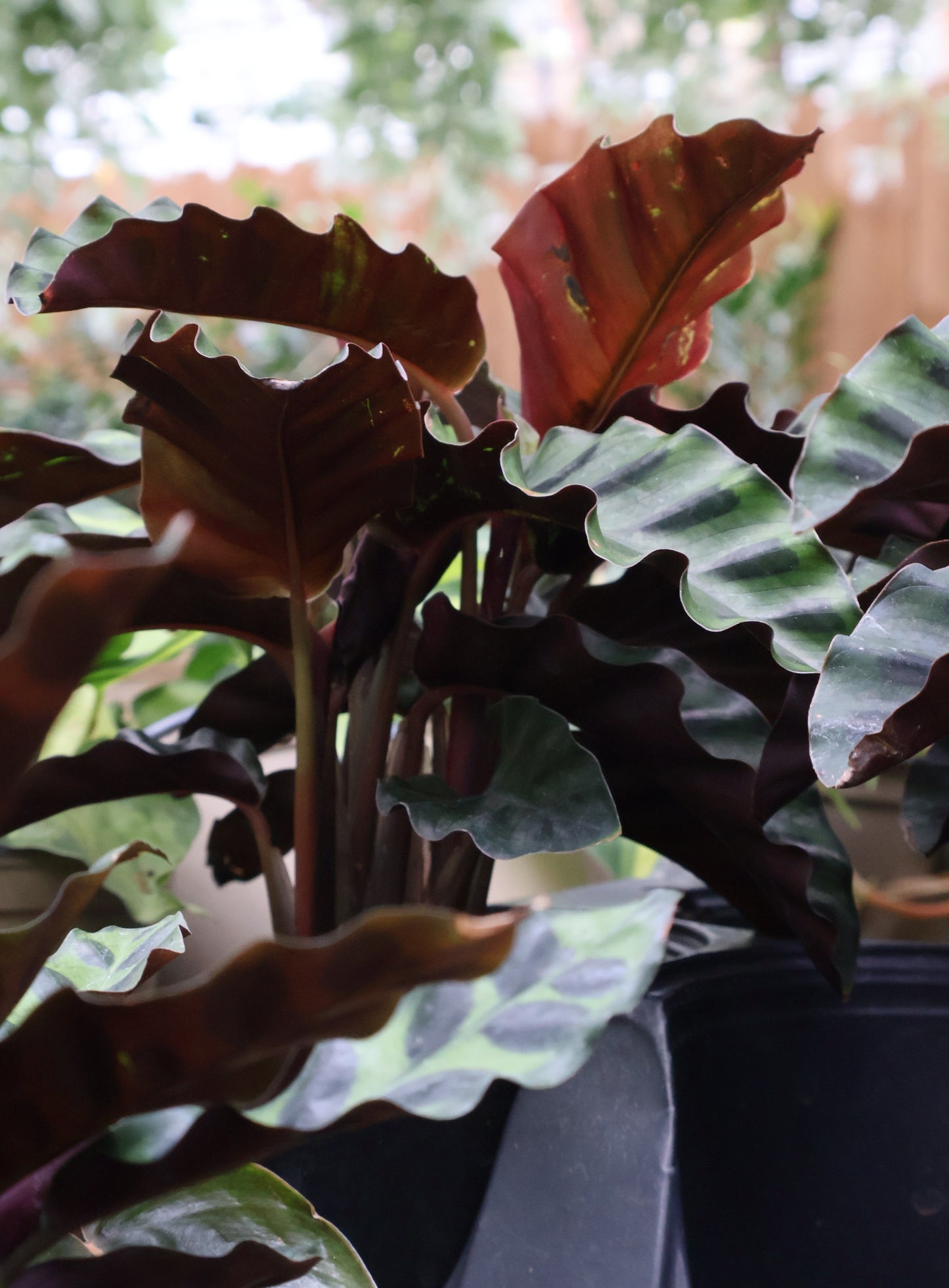 4.5" CALATHEA LANCIFOLIA RATTLESNAKE