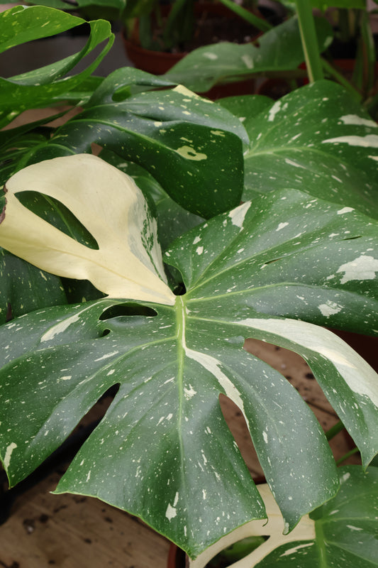 8" MONSTERA THAI CONSTELLATION