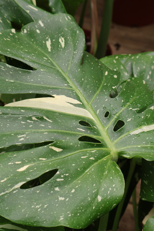 8" MONSTERA THAI CONSTELLATION