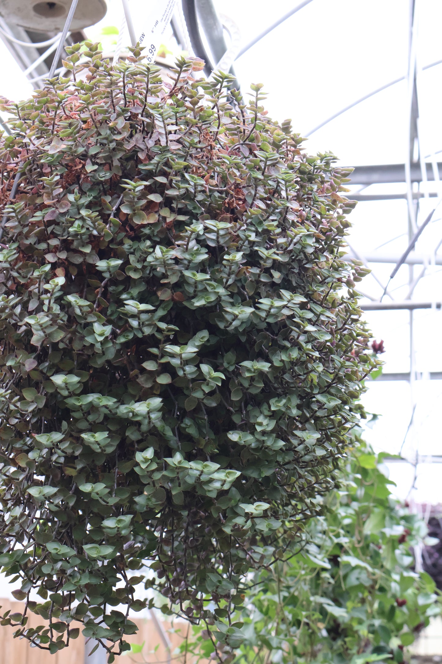 jew hanging plant 6" HB BOLIVIAN JEW – Pandy's Garden Center