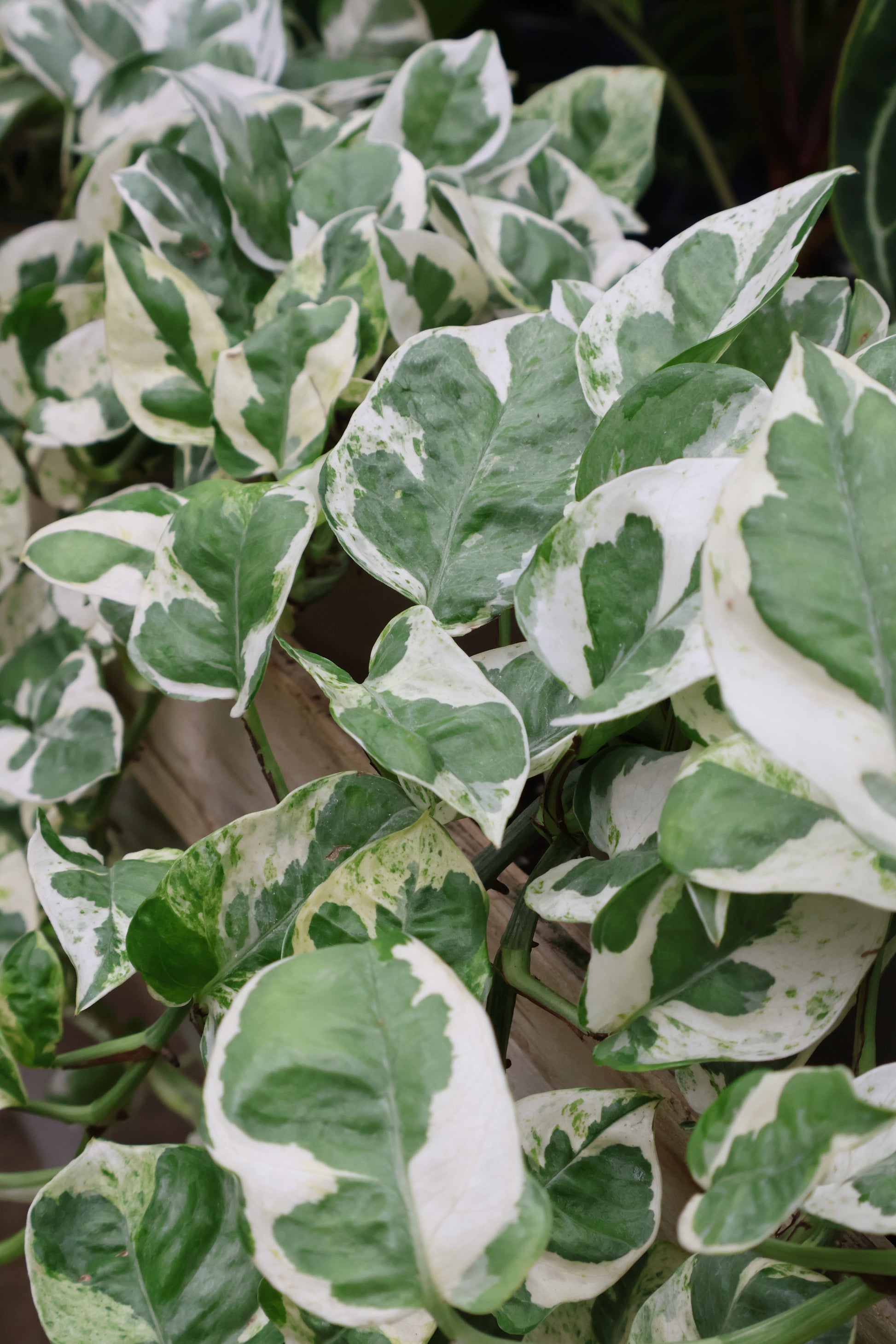 n'joy pothos vs pearls and jade 4" POTHOS PEARLS N JADE