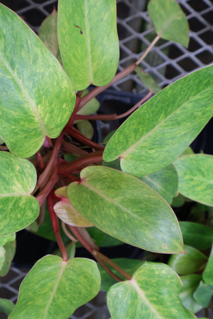 4" PHILODENDRON PAINTED LADY