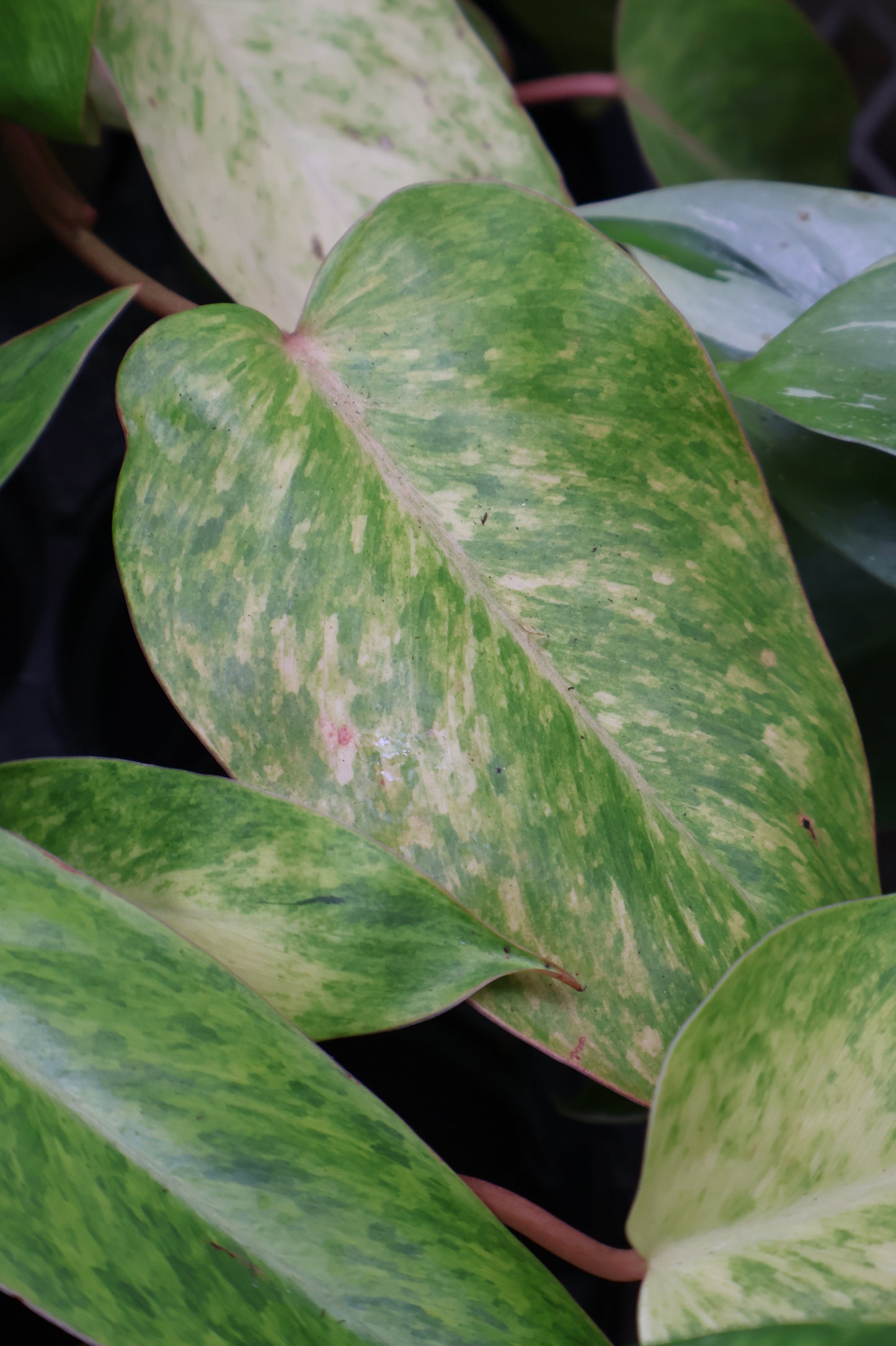 4" PHILODENDRON PAINTED LADY