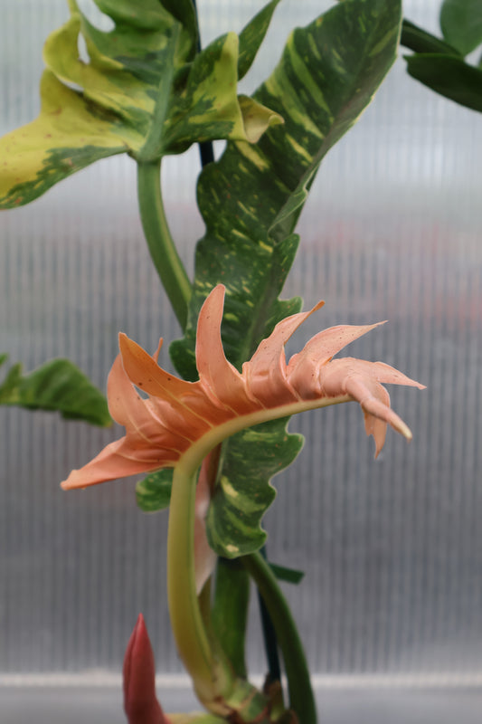 8" PHILODENDRON RING OF FIRE