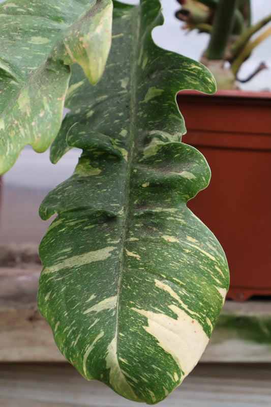 8" PHILODENDRON RING OF FIRE