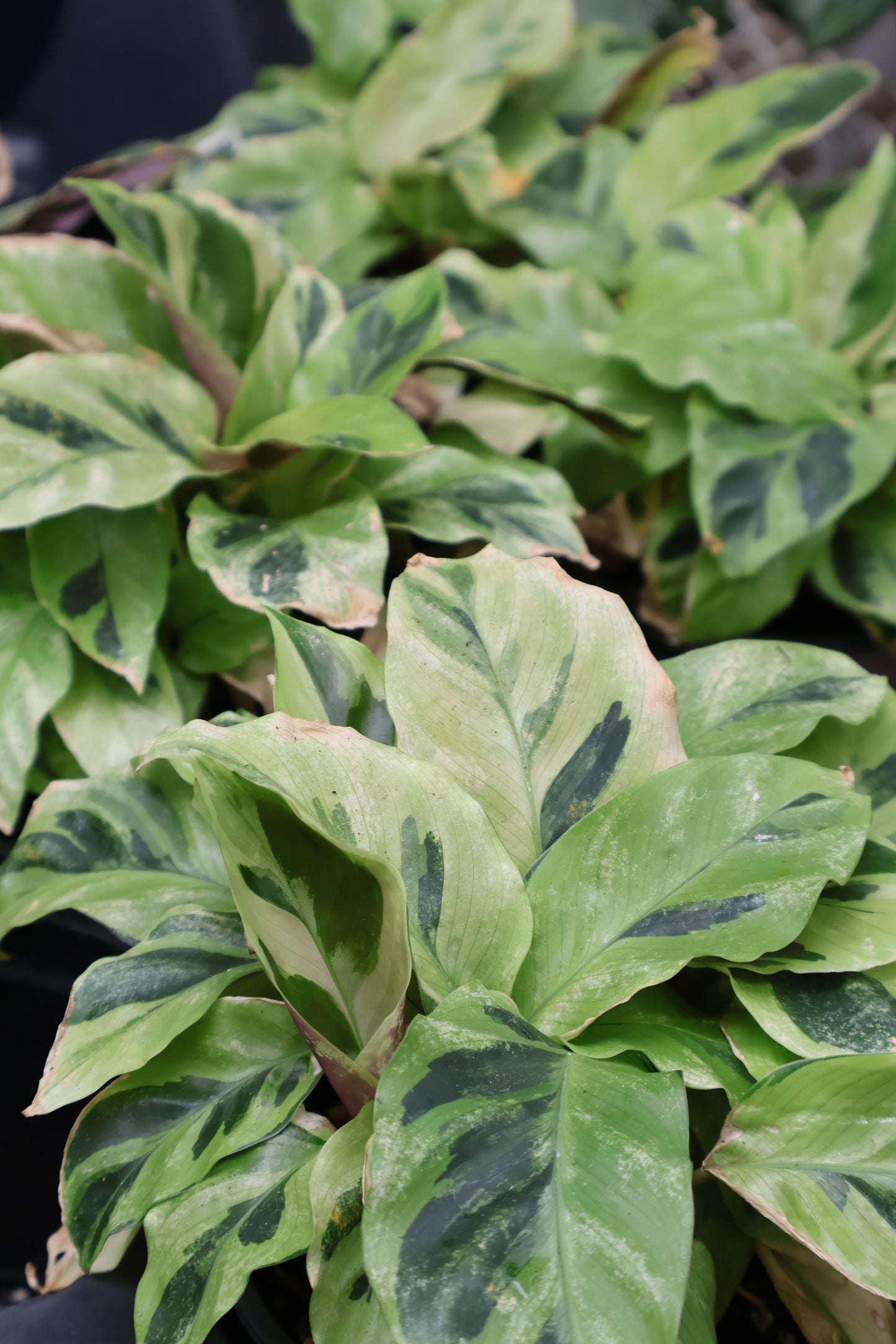 4.5" CALATHEA YELLOW FUSION