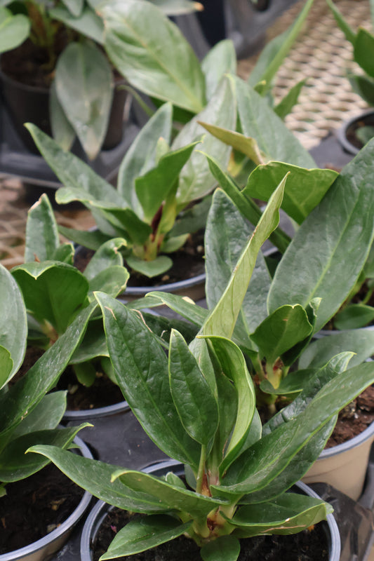 4.5" ANTHURIUM PLOWMANII