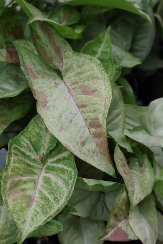 4.5" SYNGONIUM CONFETTI