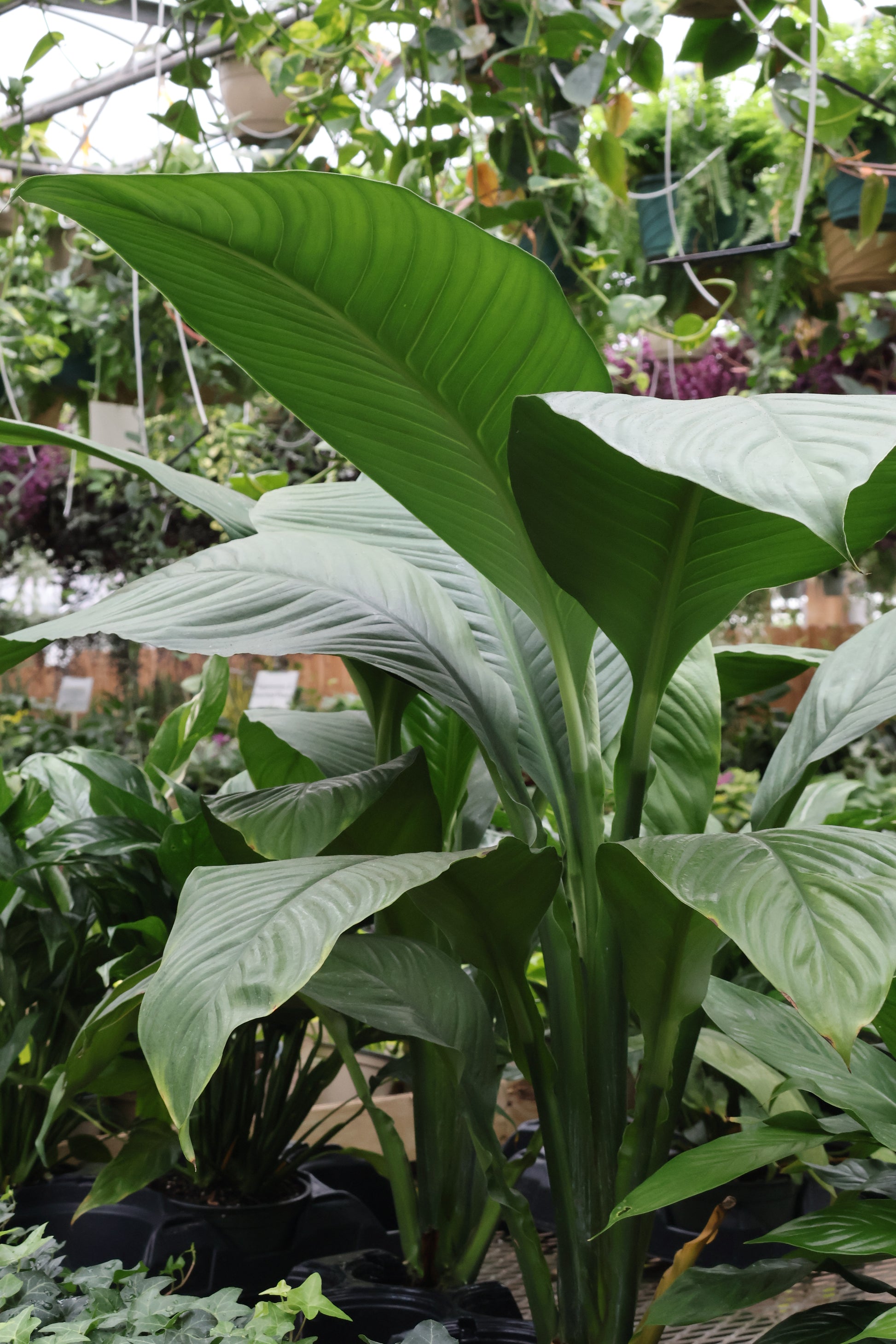 peace lily sensation 4.5" SPATHIPHYLLUM SWEET SENSATION – Pandy's Garden Center
