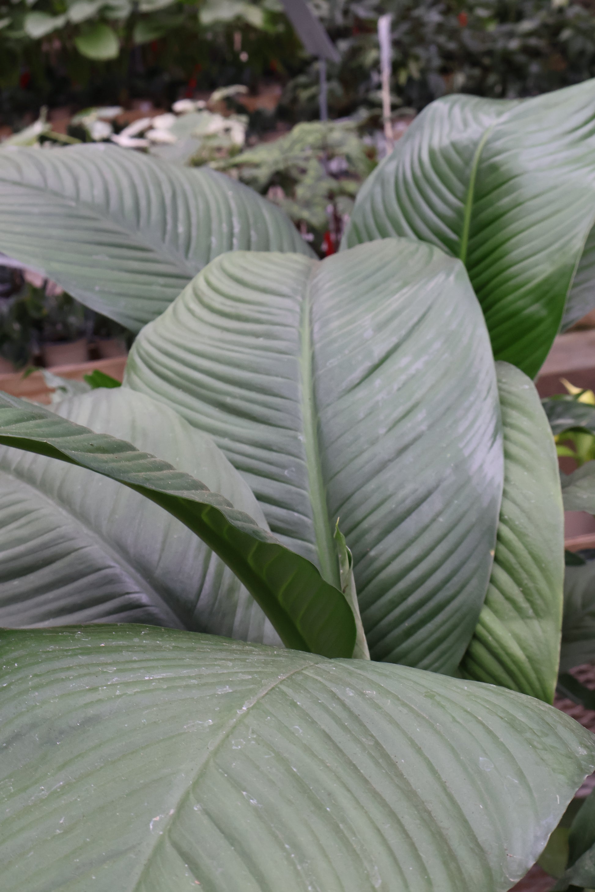 peace lily giant leaves 4.5" SPATHIPHYLLUM SWEET SENSATION – Pandy's Garden Center