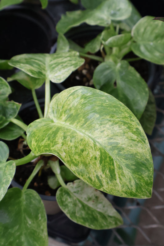 4.5" PHILODENDRON GIGANTEUM BLIZZARD