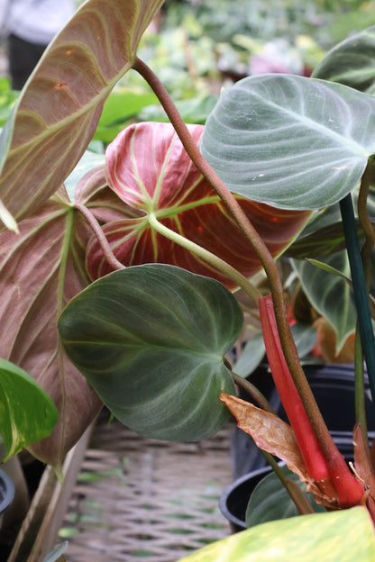 4.5" PHILODENDRON EL CHOCO RED