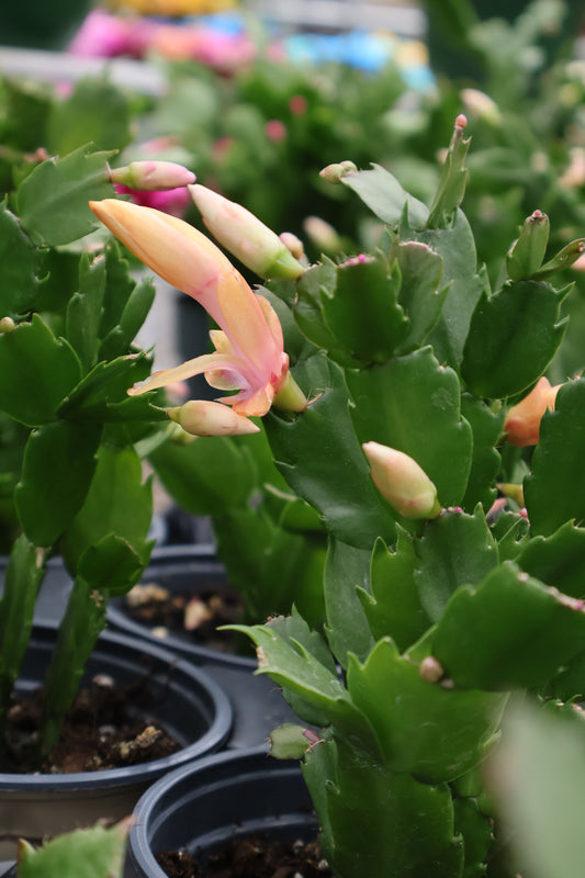 4.5" YELLOW CHRISTMAS CACTUS