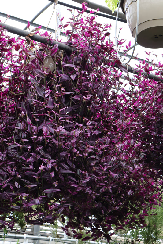 10" HB TRADESCANTIA PINK PARADISE