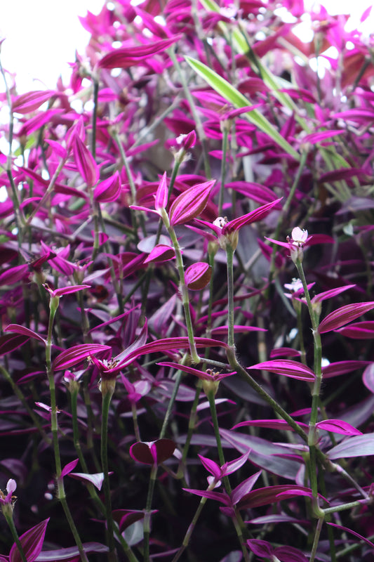 10" HB TRADESCANTIA PINK PARADISE