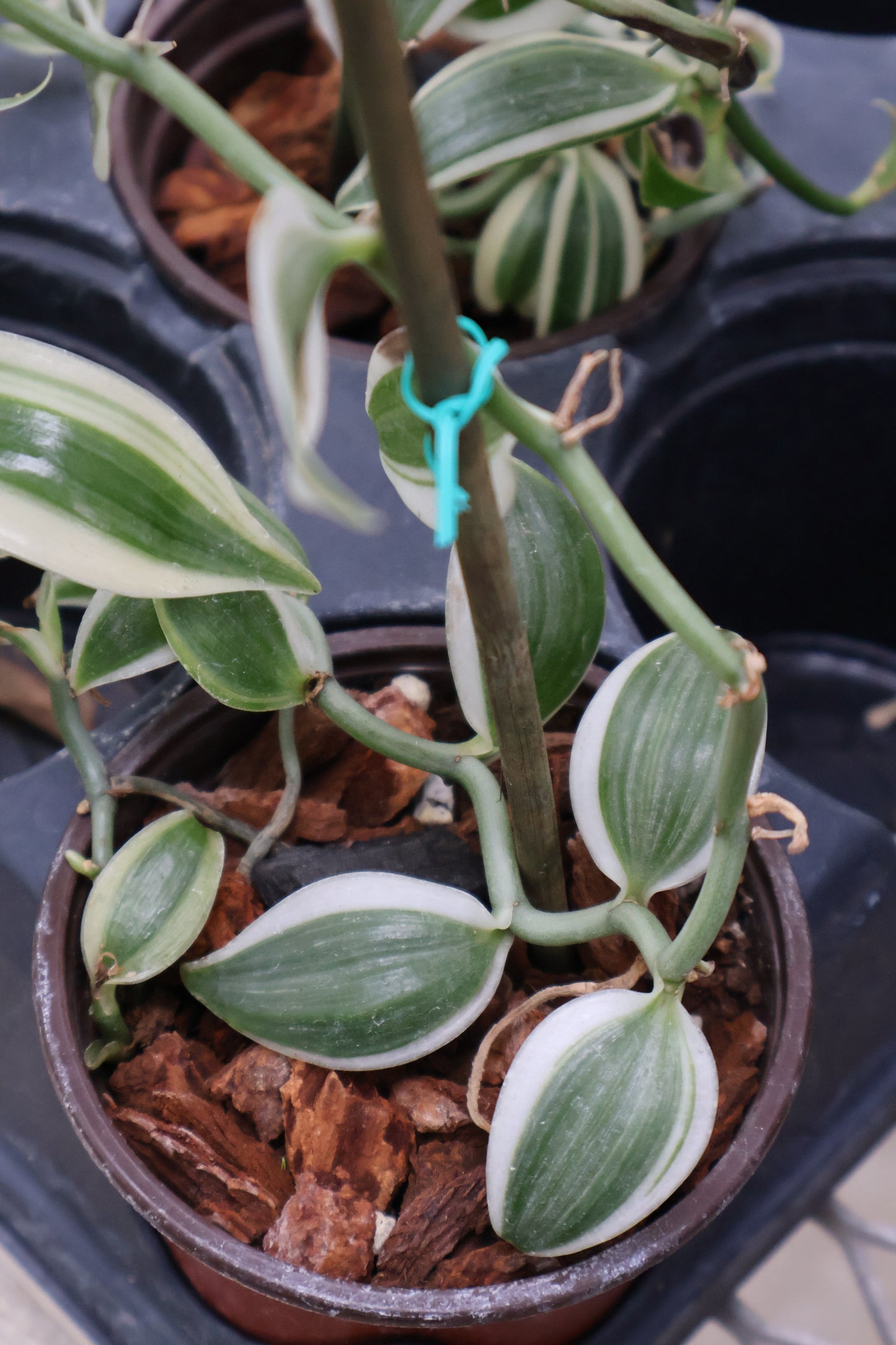 4.5" VARIEGATED VANILLA BEAN ORCHID
