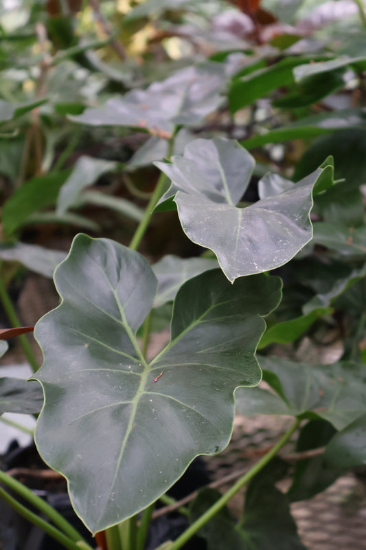 4.5" PHILODENDRON WILLIAMSII