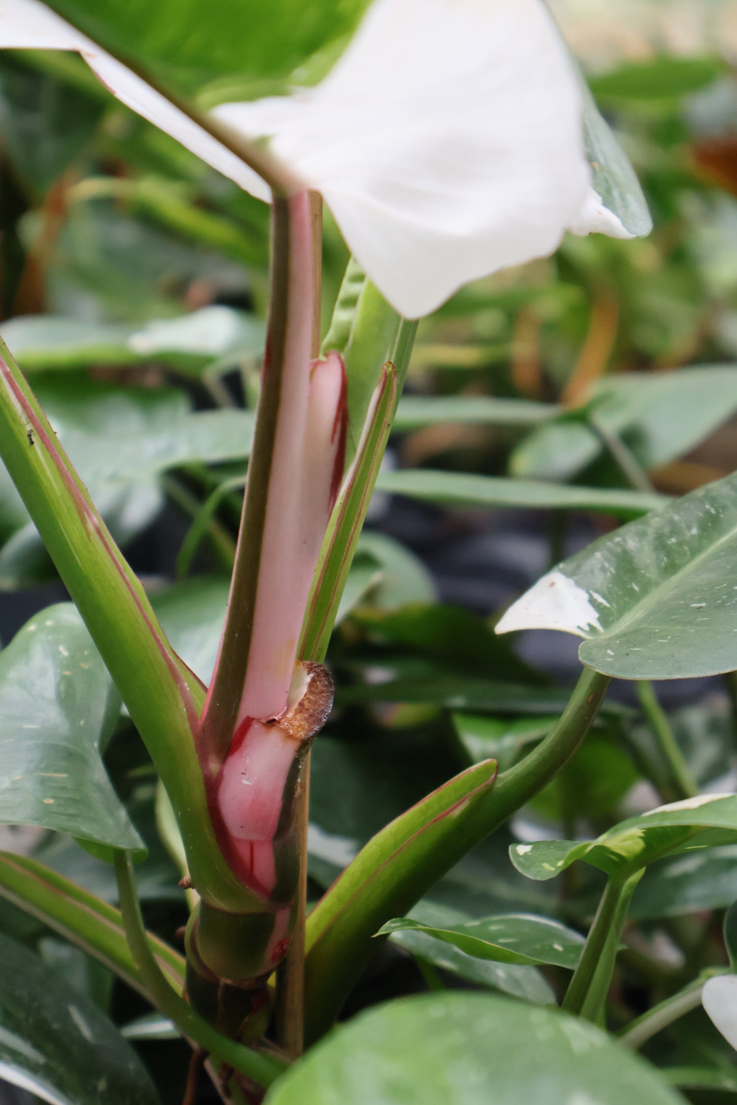 4" PHILODENDRON WHITE PRINCESS
