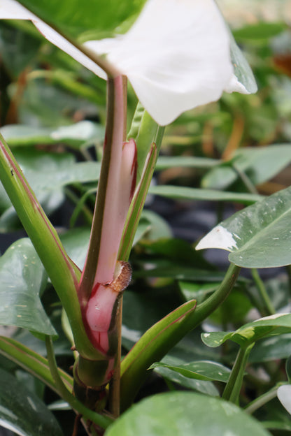 4" PHILODENDRON WHITE PRINCESS