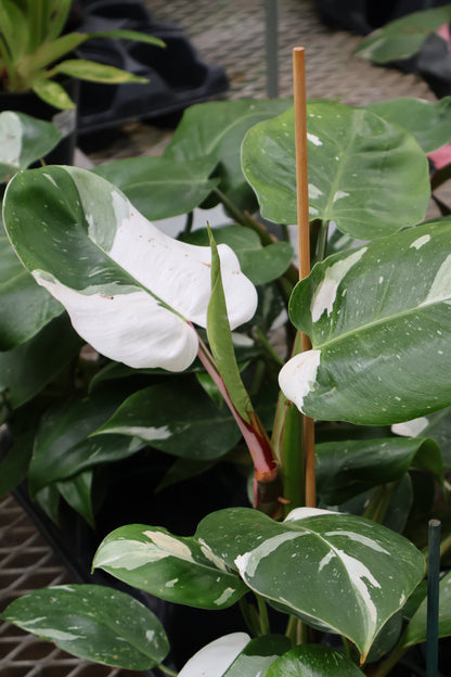 4" PHILODENDRON WHITE PRINCESS