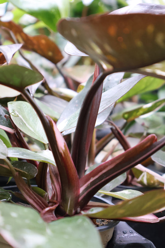 4.5" PHILODENDRON RED ANDERSON