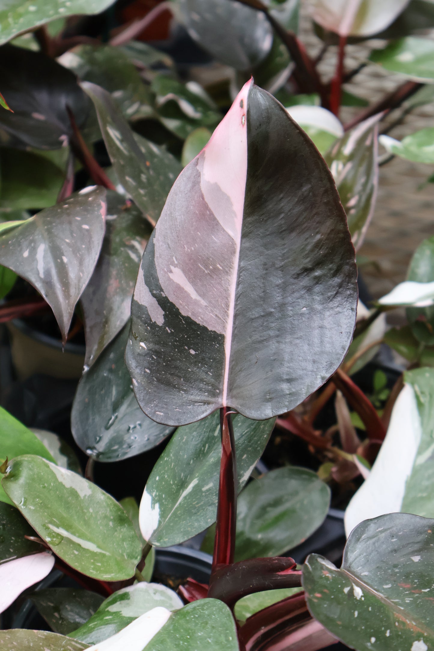 4.5" PHILODENDRON RED ANDERSON