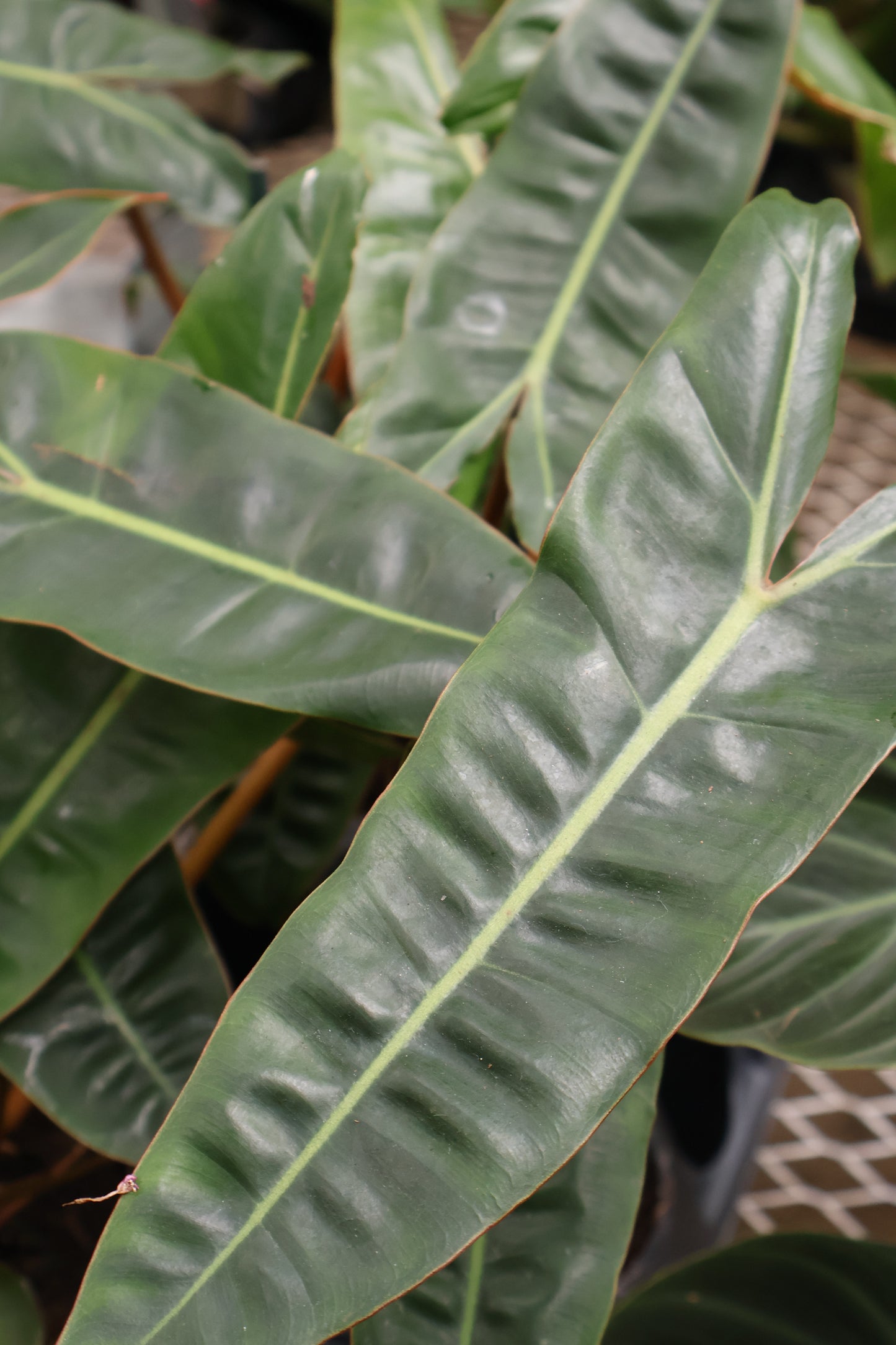 4" PHILODENDRON BILLIETIAE CROAT