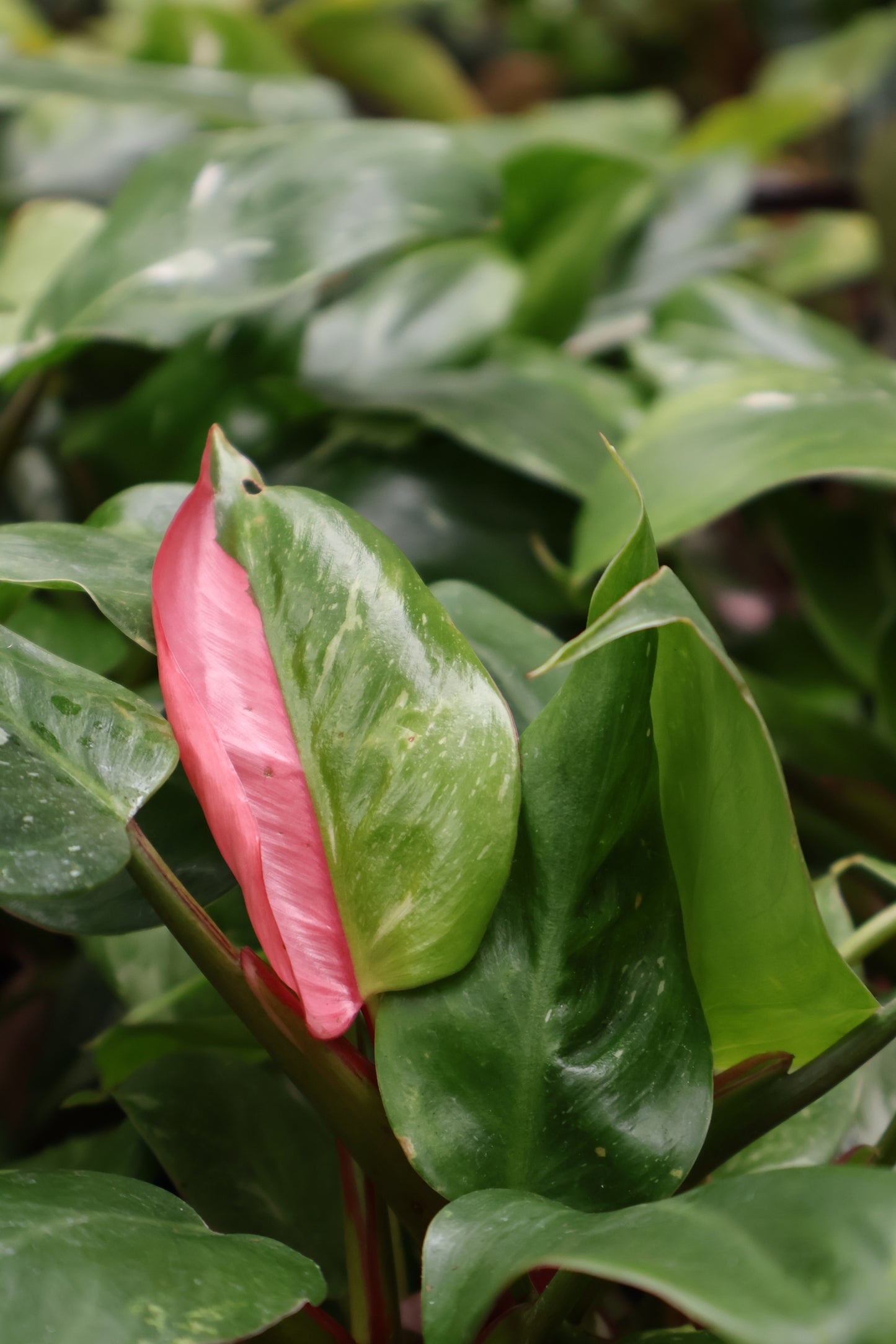 4.5" PHILODENDRON PRINCESS TRICOLOR