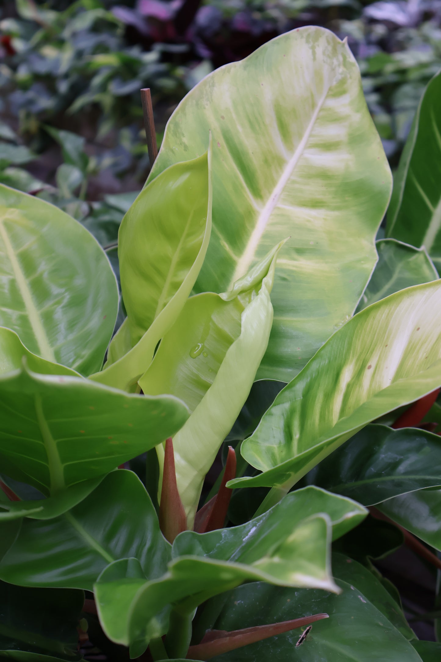 4.5" PHILODENDRON IMPERIAL GOLDEN