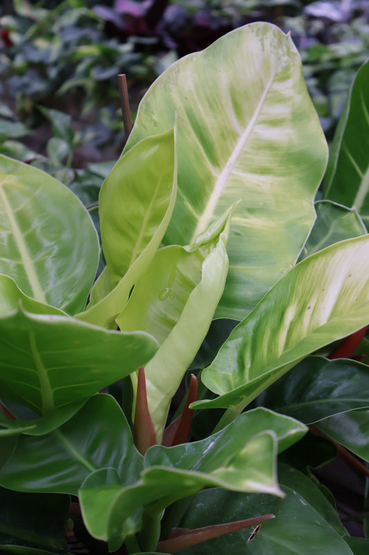 4.5" PHILODENDRON IMPERIAL GOLDEN