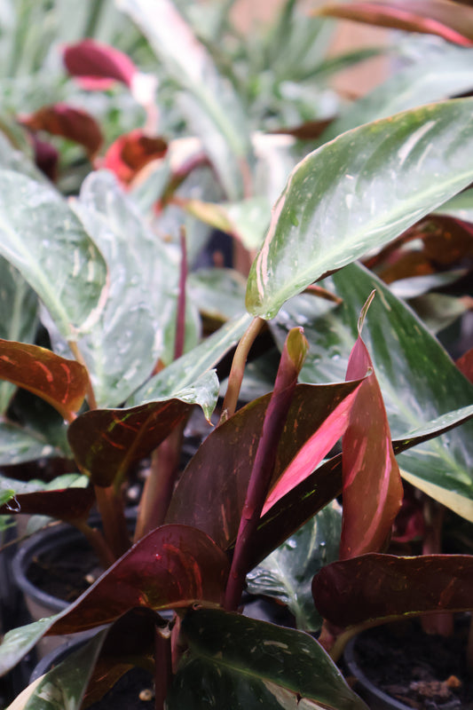 4.5" STROMANTHE MAGIC STAR