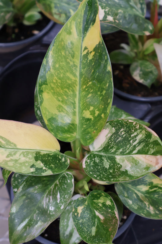 4.5" PHILODENDRON GREEN CONGO CONSTILLATION