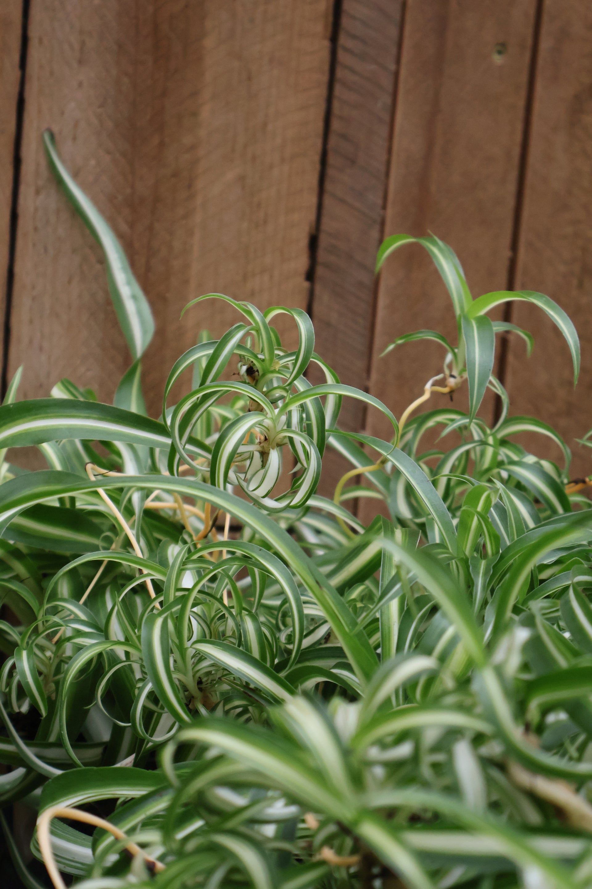 curly spider plant bonnie 4" SPIDER PLANT BONNIE (CURLY)