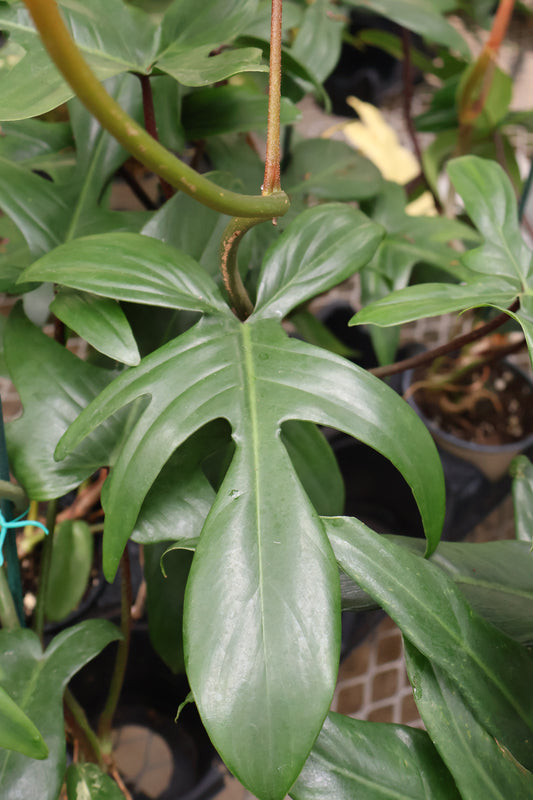 4" PHILODENDRON FLORIDA GREEN