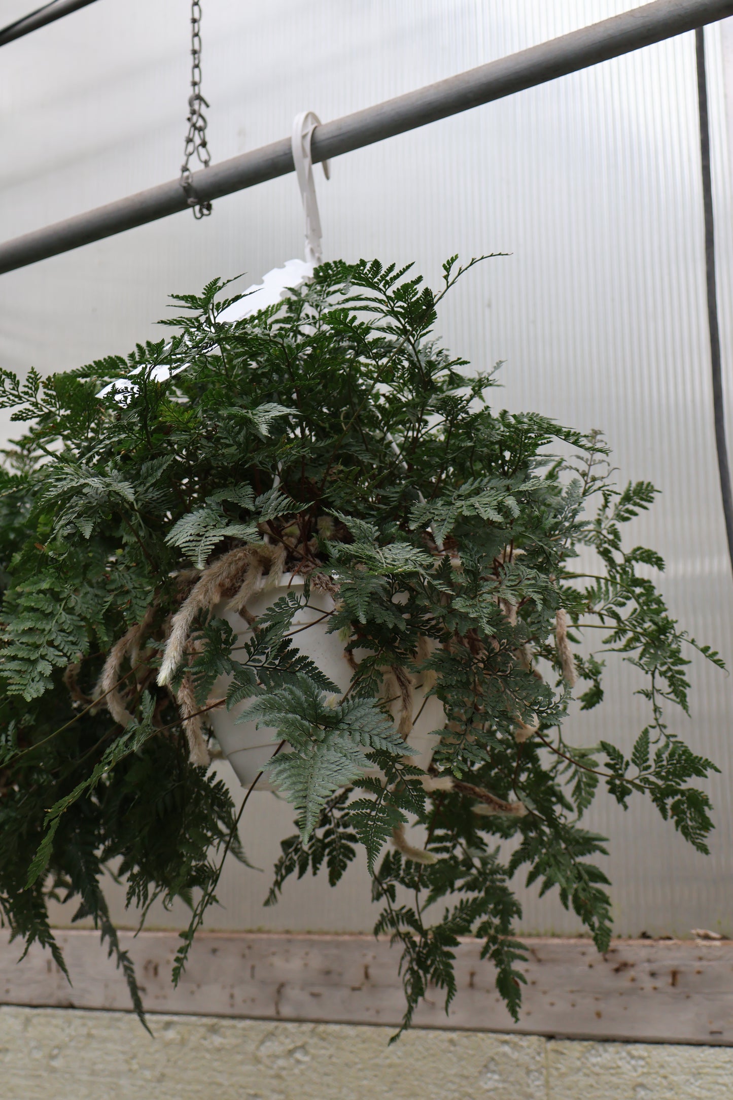 8" HB RABBITS FOOT FERN