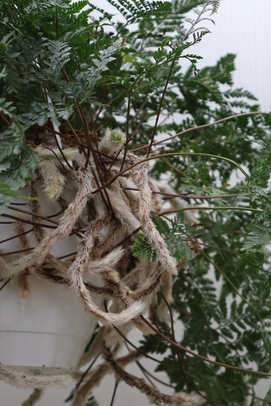 8" HB RABBITS FOOT FERN