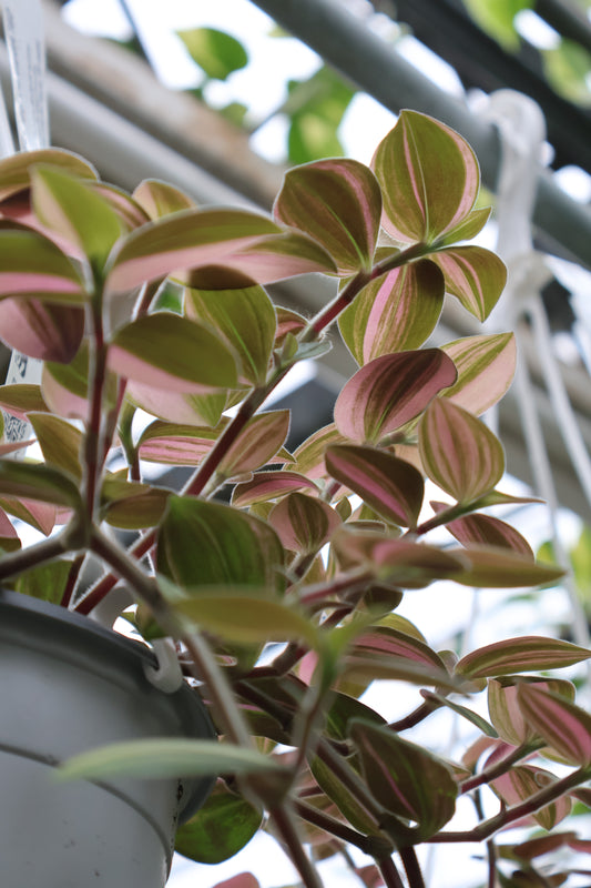 6" HB BABY BUNNY BELLIES VARIEGATED