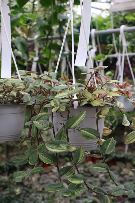 6" HB BABY BUNNY BELLIES VARIEGATED