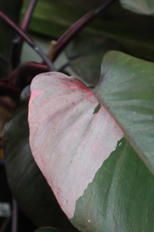 8" PHILODENDRON PINK PRINCESS
