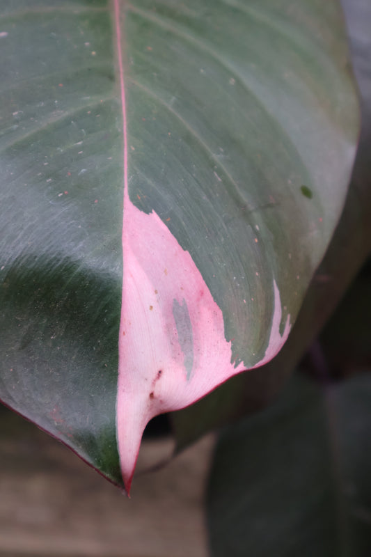 8" PHILODENDRON PINK PRINCESS