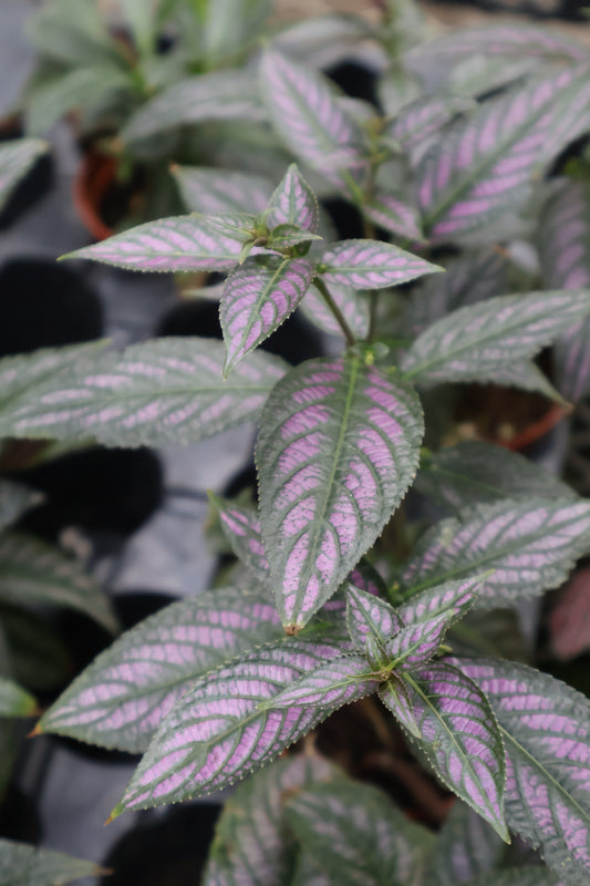 3" PERSIAN SHIELD