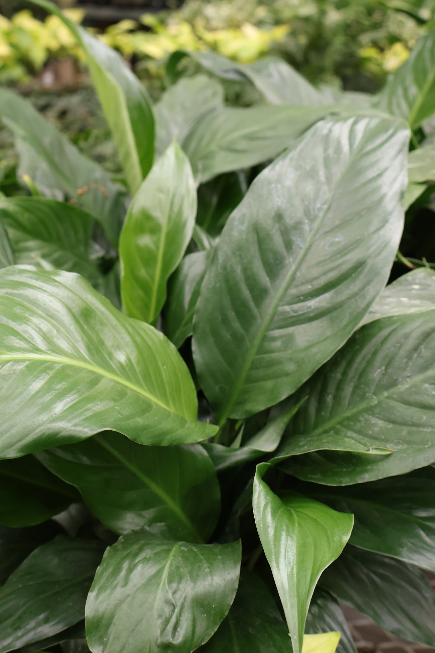 5" PEACE LILY