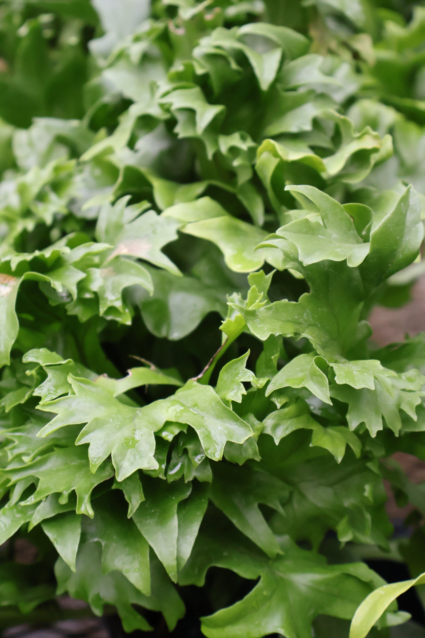 4.5" FERN CATERPILLAR
