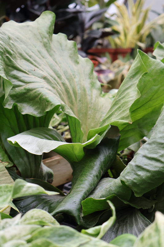 4.5" ELEPHANT STAGHORN FERN