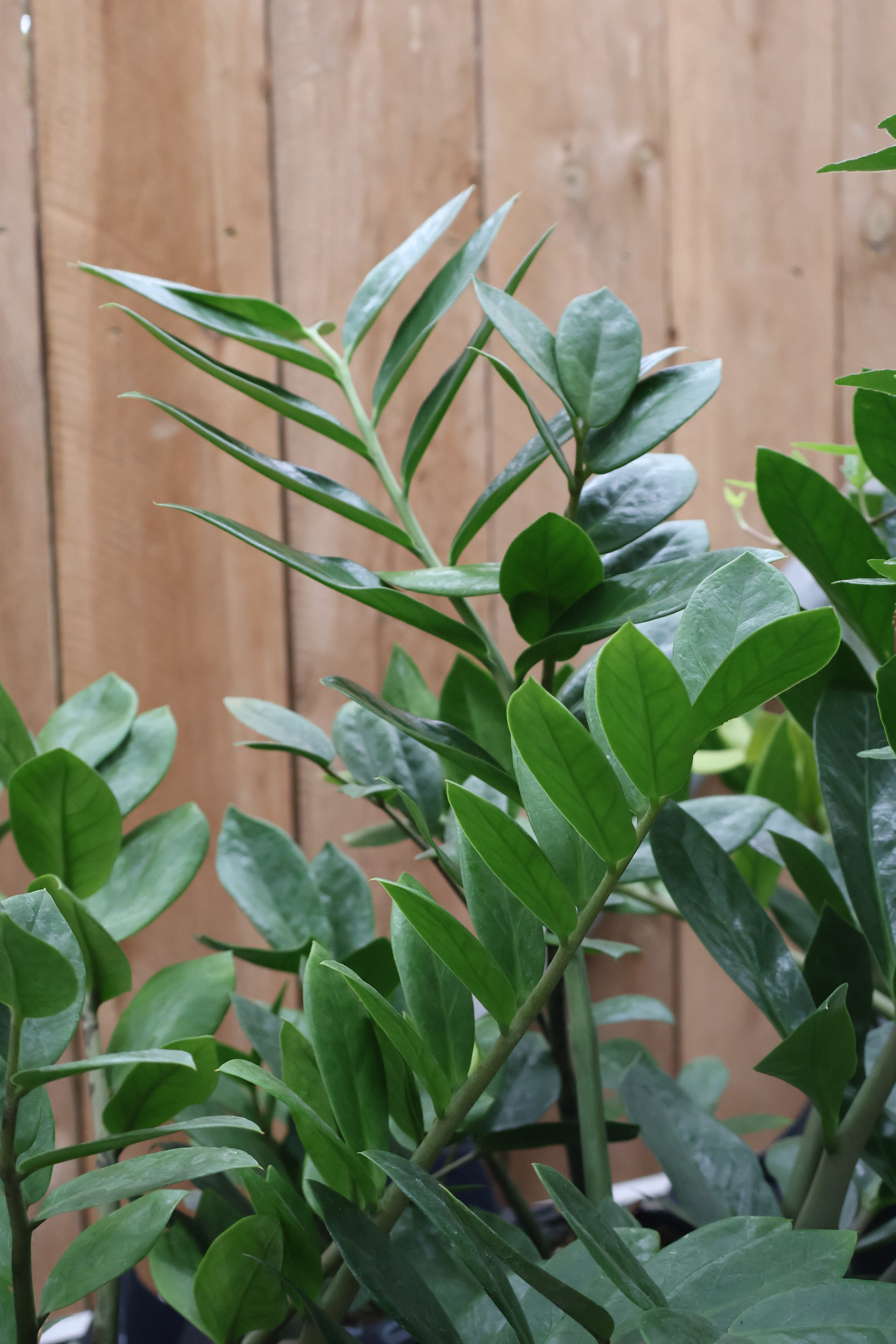 ZZ Plant – Pandy's Garden Center
